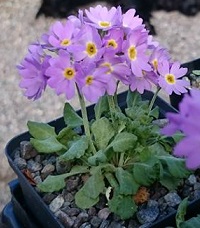 Primula farinosa - 8cm pot 